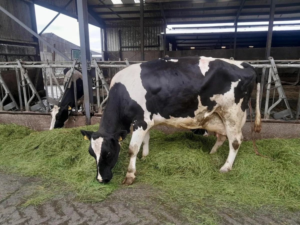 Freisan cow - Image 2