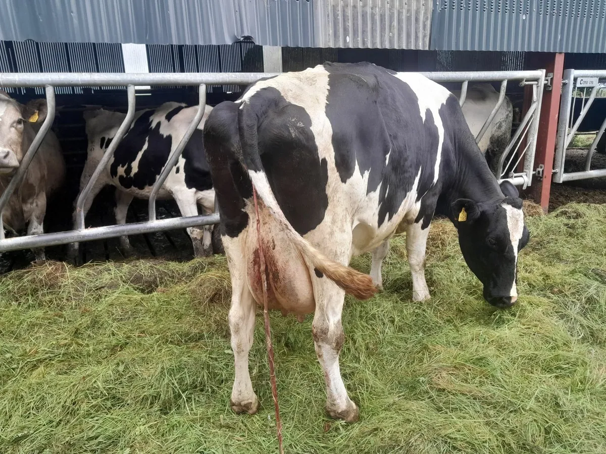 Freisan cow - Image 1