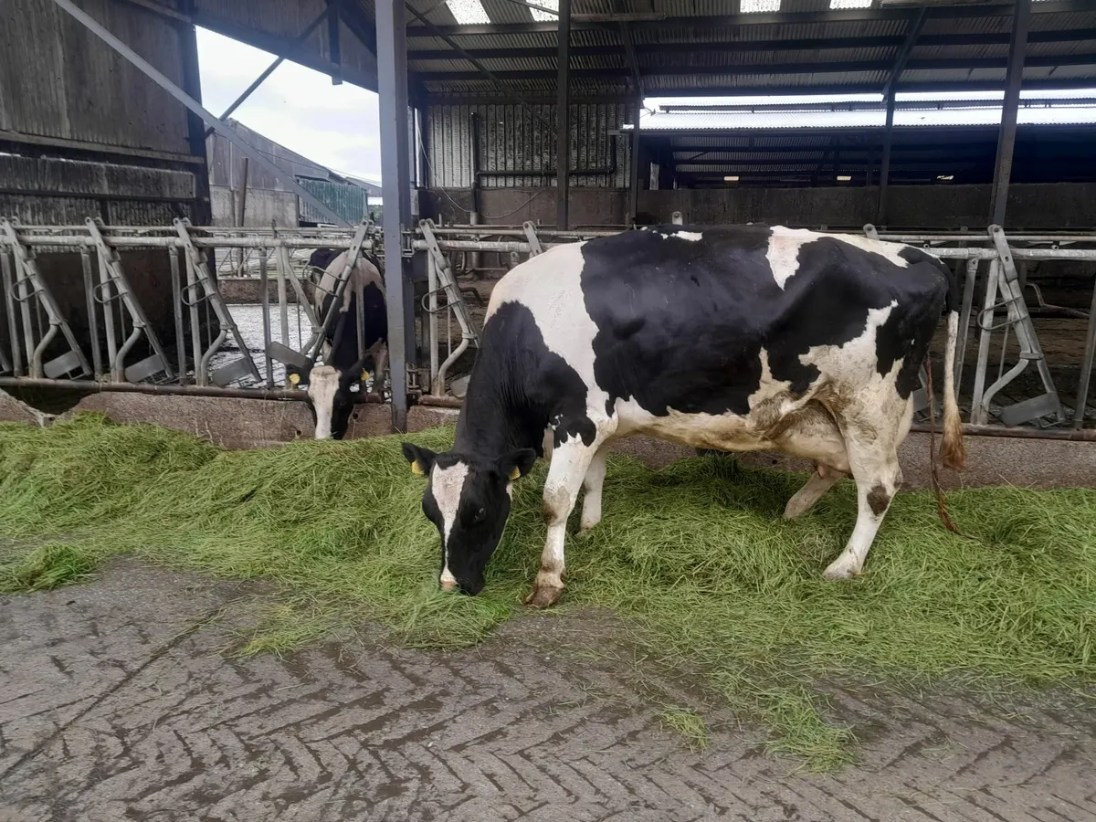 Freisan cow - Image 3