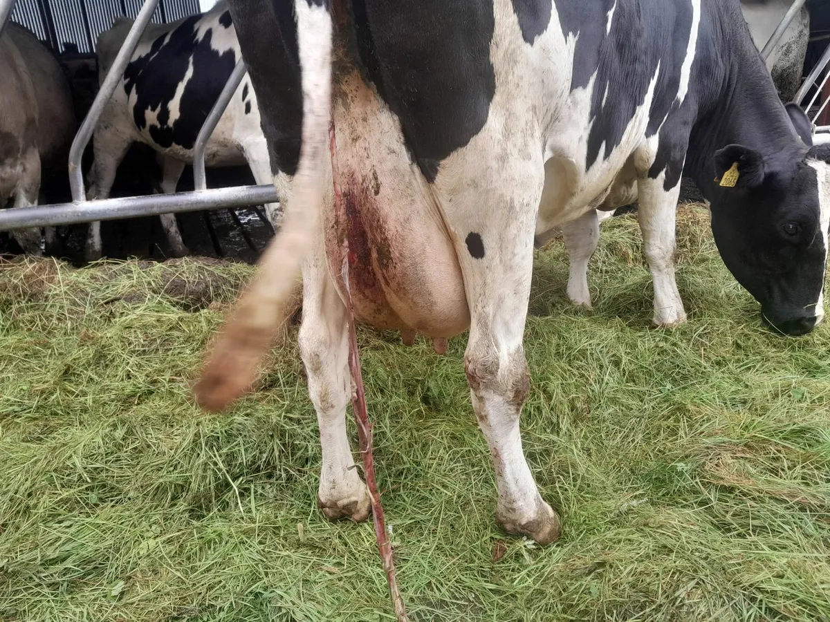 Freisan cow - Image 4