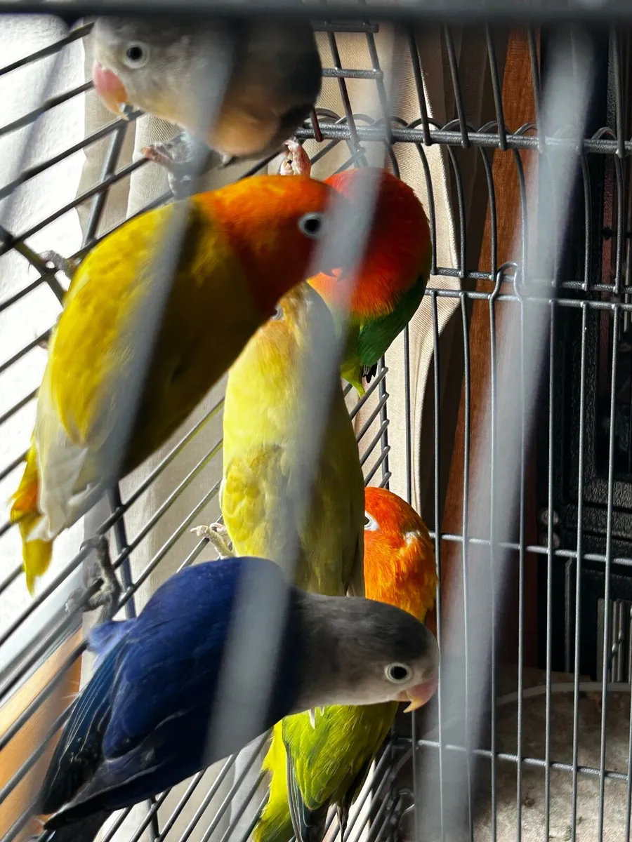 Birds, parrots, lovebirds, budgies - Image 1