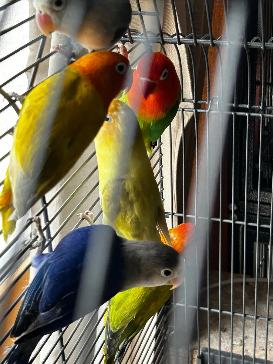 Birds, parrots, lovebirds, budgies - Image 2