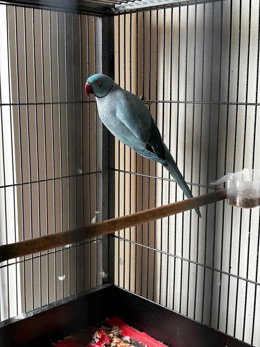 Birds, parrots, lovebirds, budgies - Image 3