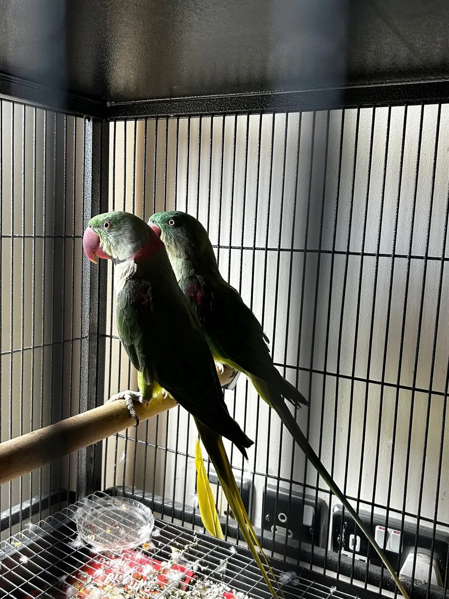 Birds, parrots, lovebirds, budgies - Image 4