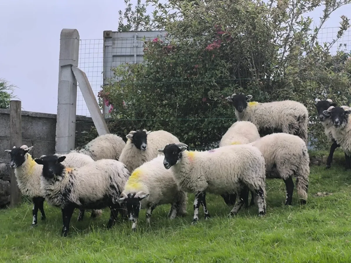 Sheep - Image 1