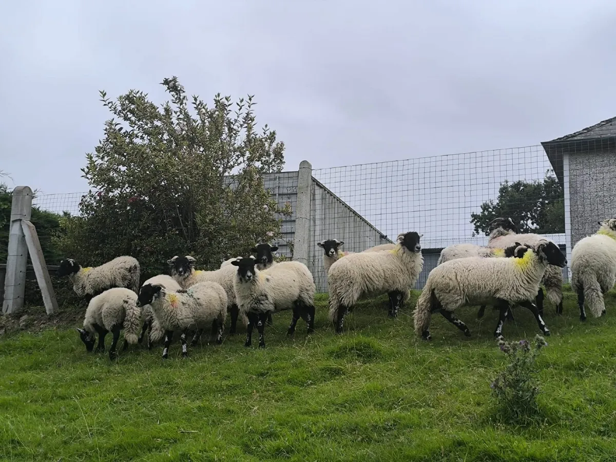 Sheep - Image 2