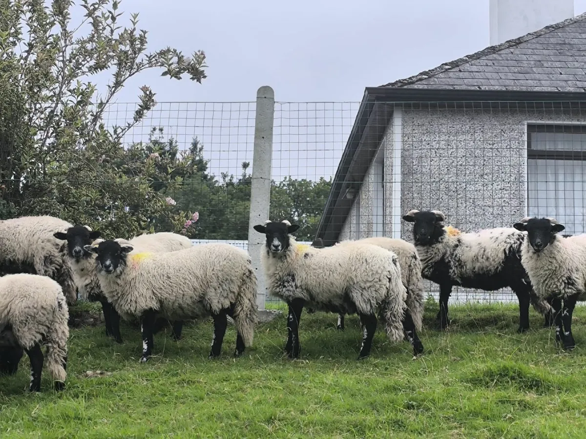 Sheep - Image 3