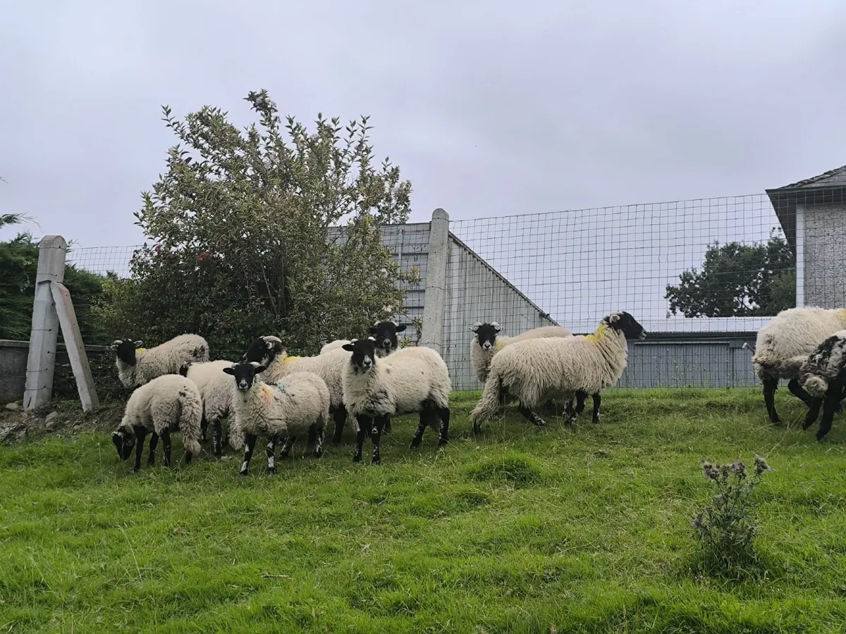 Sheep - Image 4