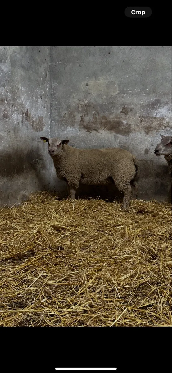 Pedigree Charollais Ram Lambs - Image 3