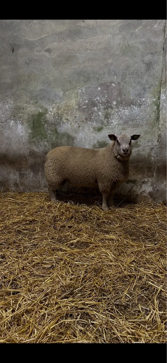 Pedigree Charollais Ram Lambs - Image 4