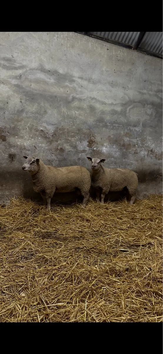 Pedigree Charollais Ram Lambs - Image 1