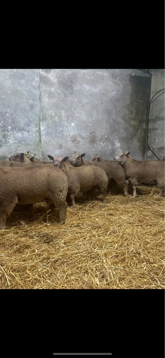 Pedigree Charollais Ram Lambs - Image 2