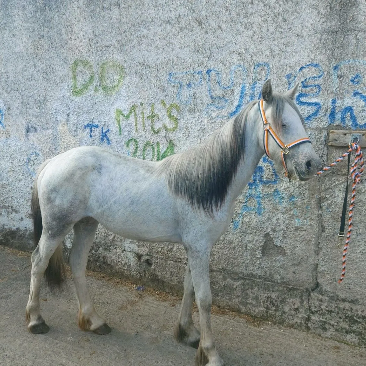 💥 stepping filly 💥 - Image 1
