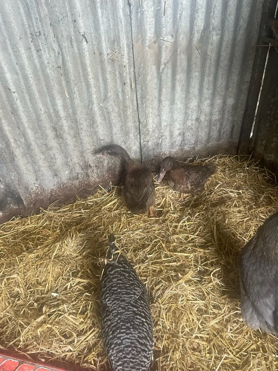 Young khaki Campbell ducks - Image 1
