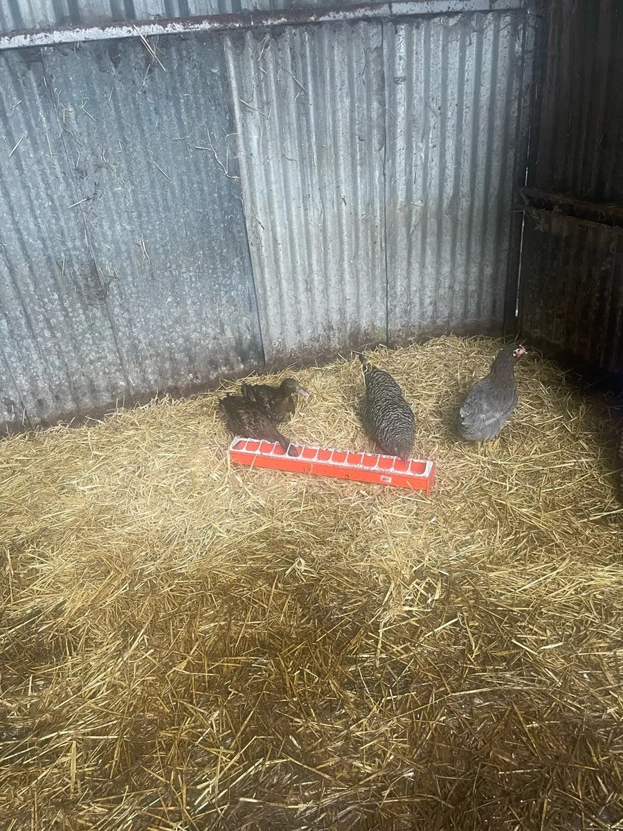 Young khaki Campbell ducks - Image 2