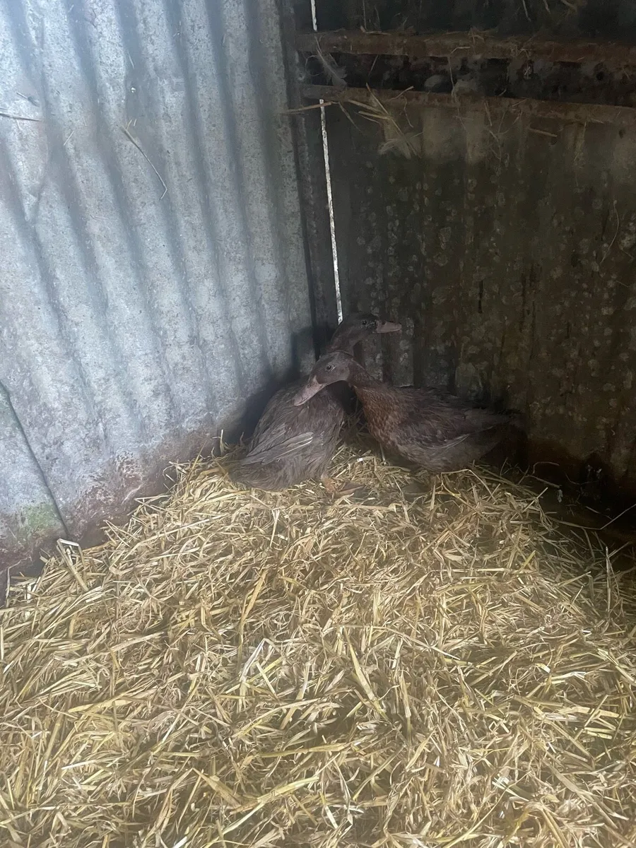 Young khaki Campbell ducks - Image 3