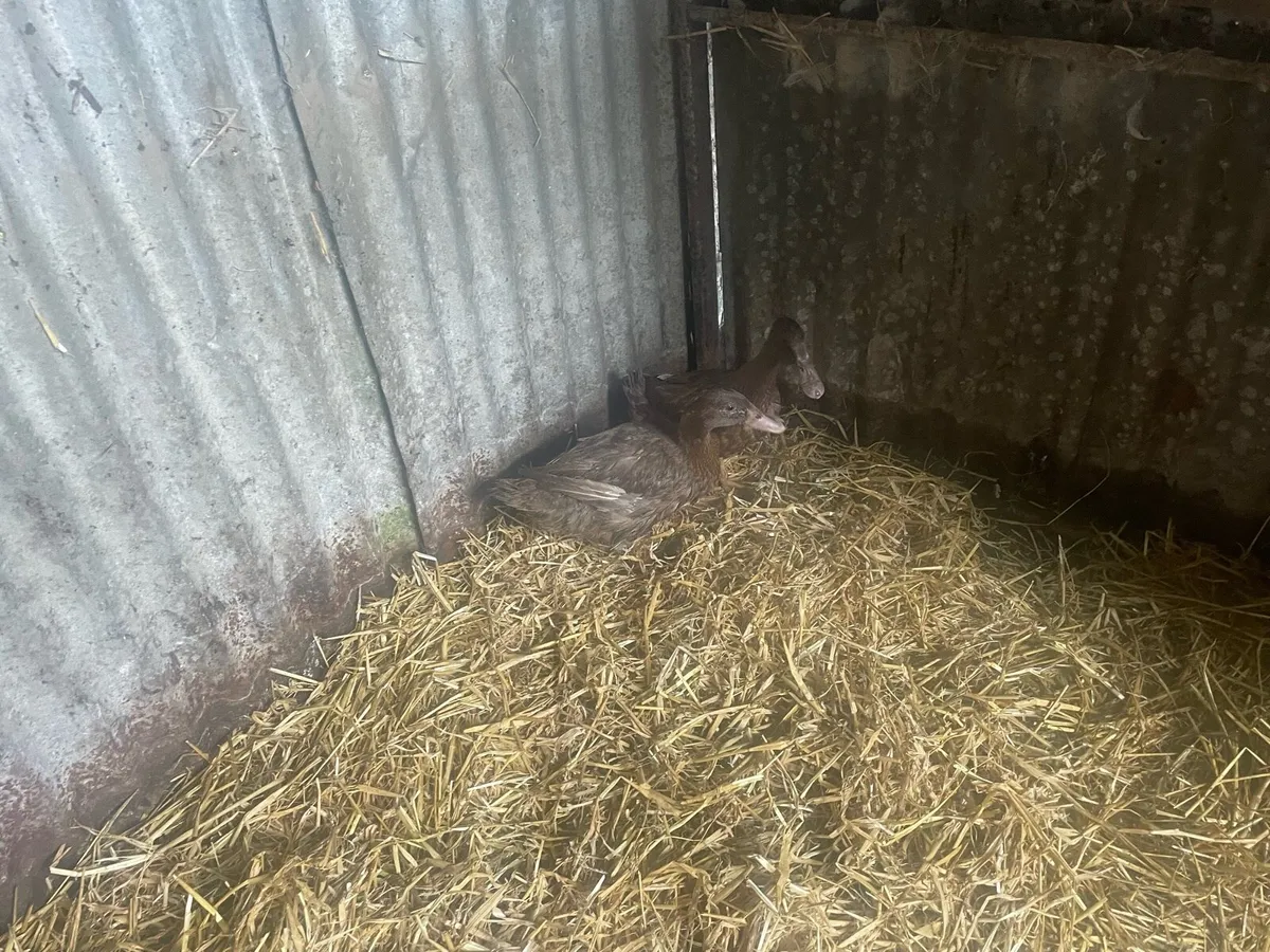 Young khaki Campbell ducks - Image 4