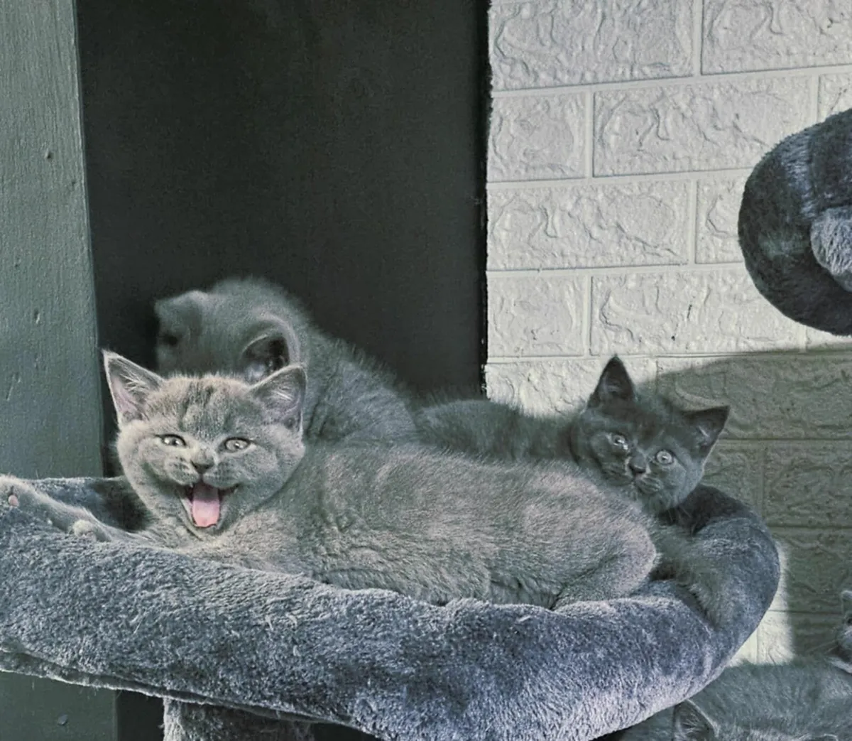 British shorthair kittens - Image 3