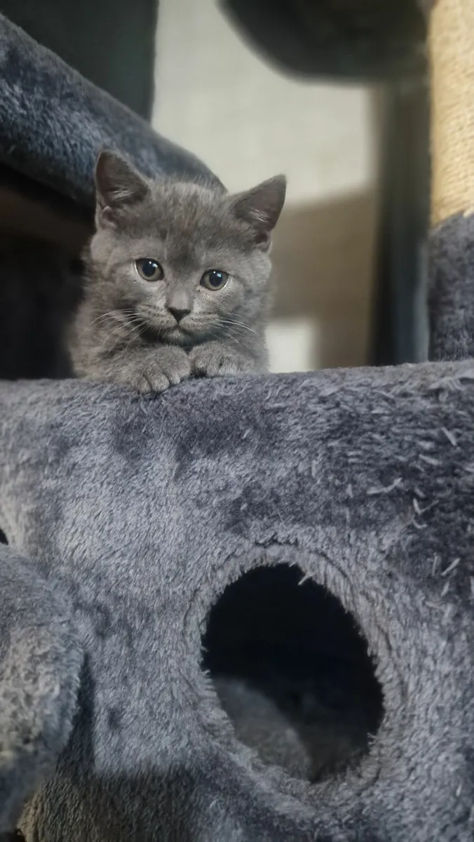 British shorthair kittens - Image 4