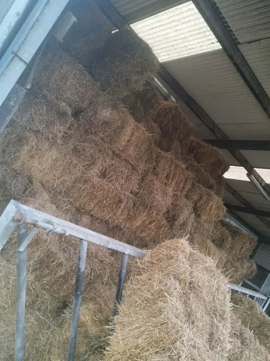 Square bales of 1st crop hay - Image 1