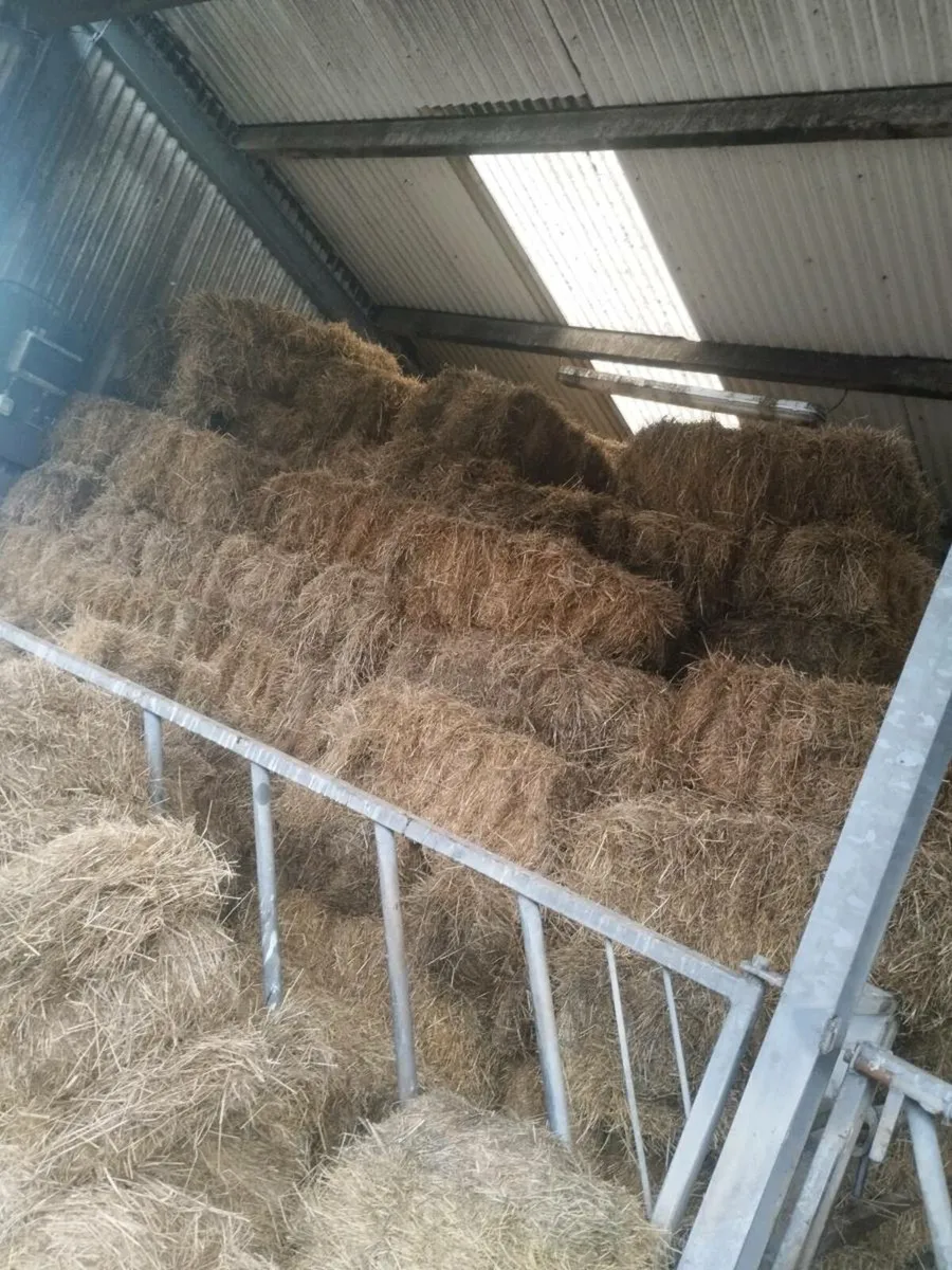 Square bales of 1st crop hay - Image 2