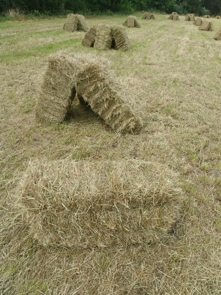 Square bales of 1st crop hay - Image 3