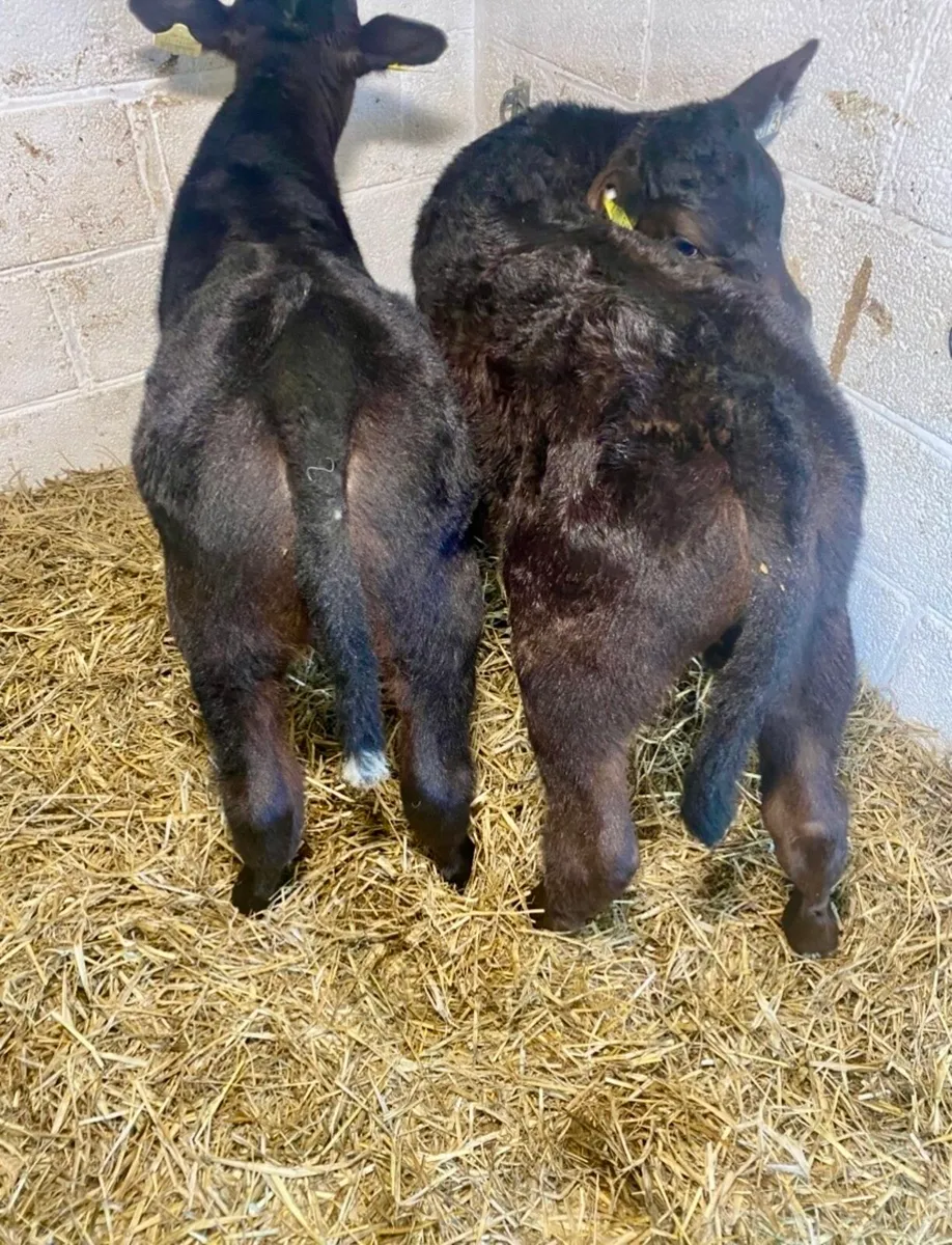 2 SUPER QUALITY ABERDEEN ANGUS HEIFER CALVES - Image 1