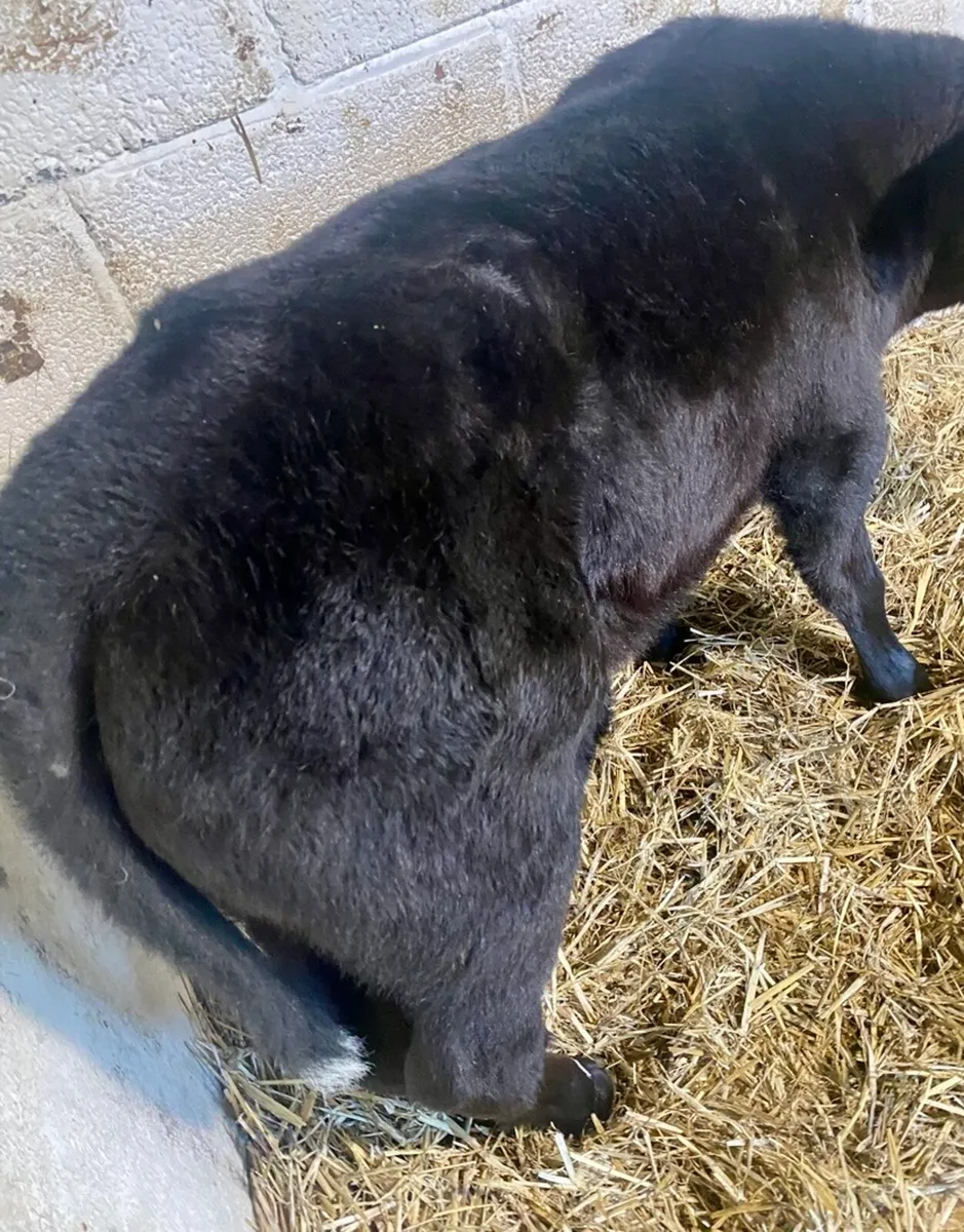 2 SUPER QUALITY ABERDEEN ANGUS HEIFER CALVES - Image 2