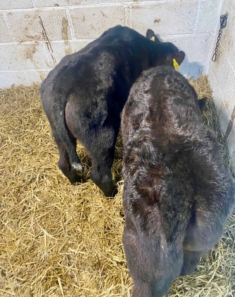 2 SUPER QUALITY ABERDEEN ANGUS HEIFER CALVES - Image 3
