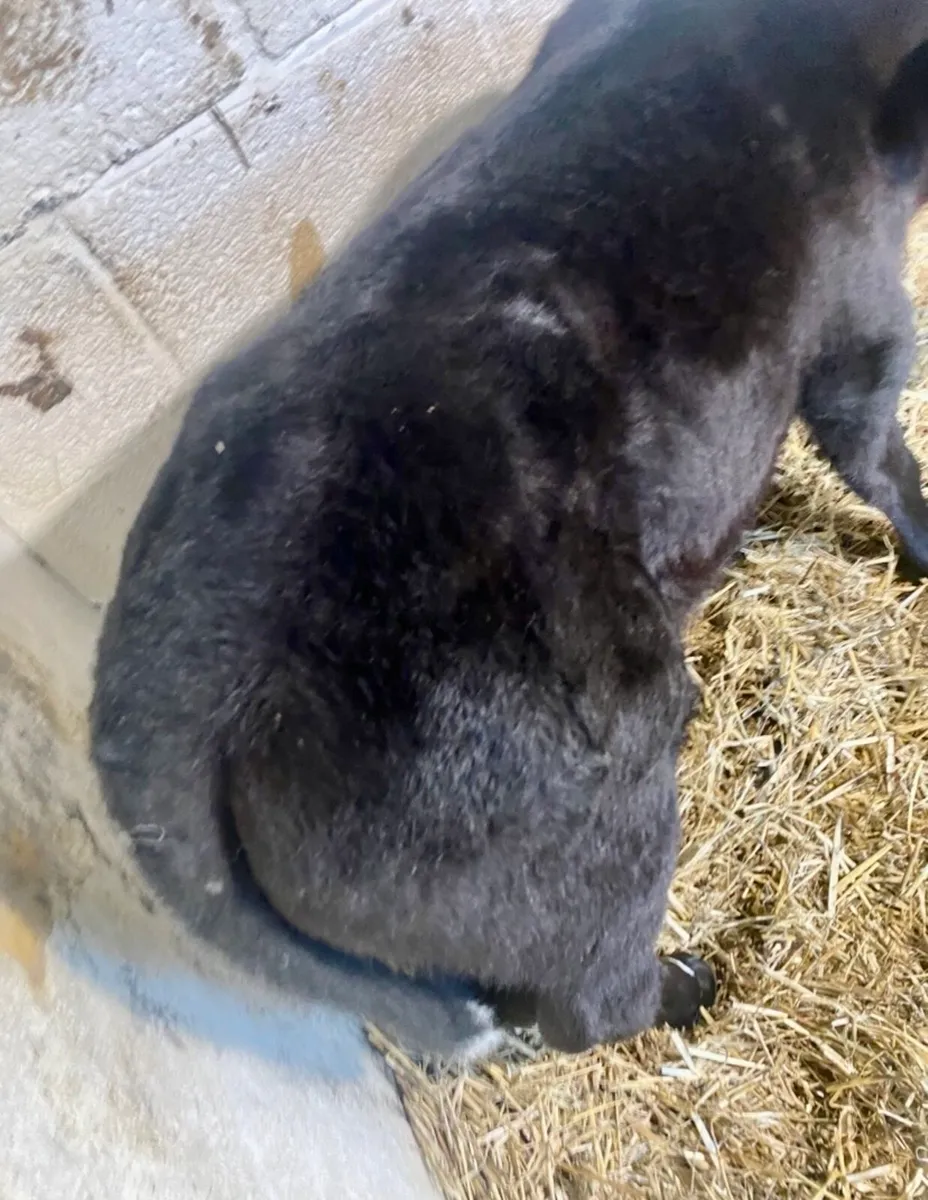 2 SUPER QUALITY ABERDEEN ANGUS HEIFER CALVES - Image 4