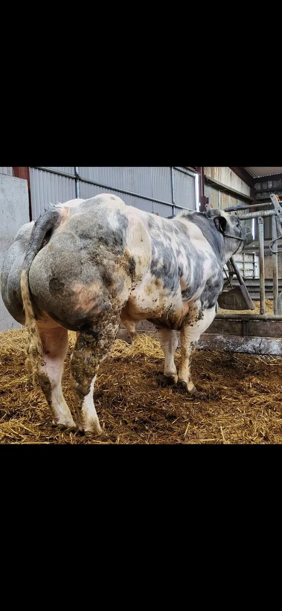 Belgian blue bull