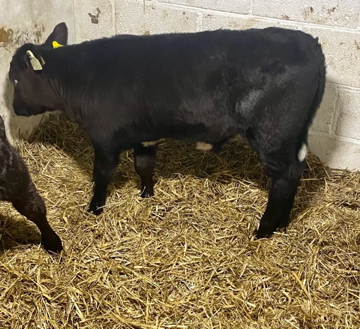 2 SUPER QUALITY ABERDEEN ANGUS HEIFER CALVES - Image 2
