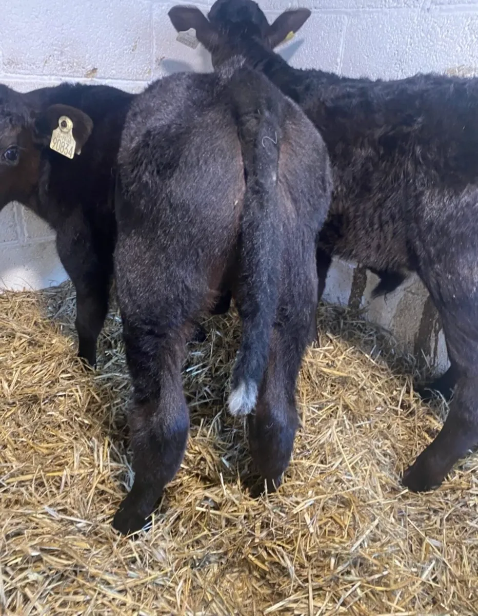 2 SUPER QUALITY ABERDEEN ANGUS HEIFER CALVES - Image 1