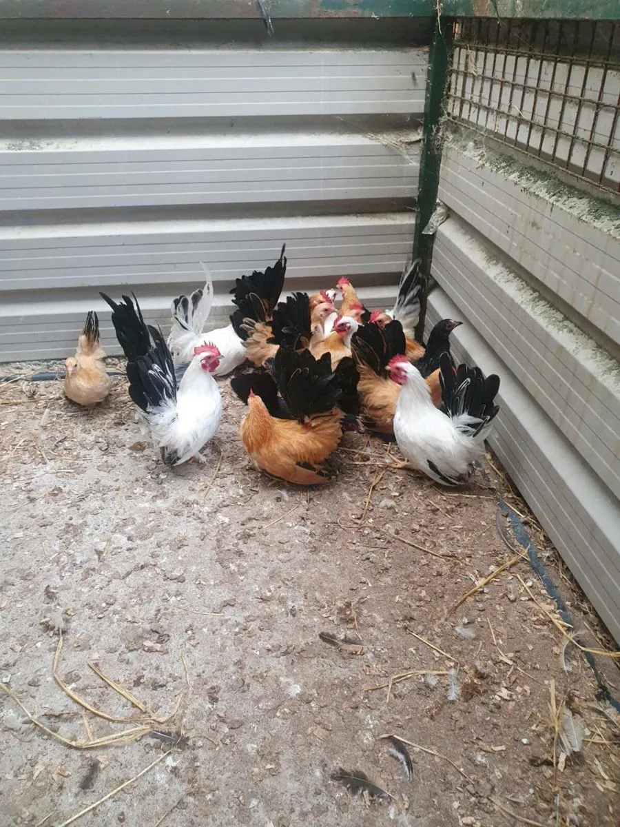 Jap and Buff Bantams - Image 1