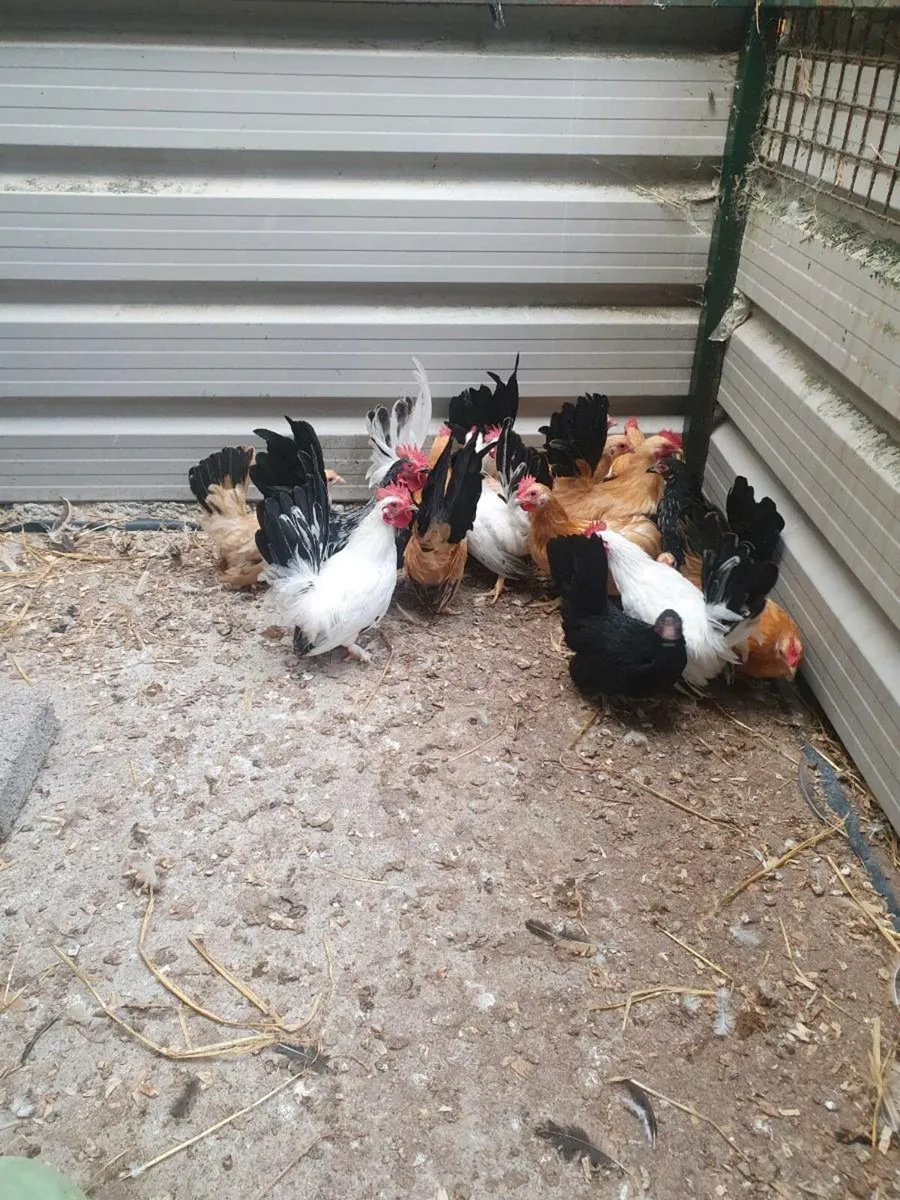 Jap and Buff Bantams - Image 2