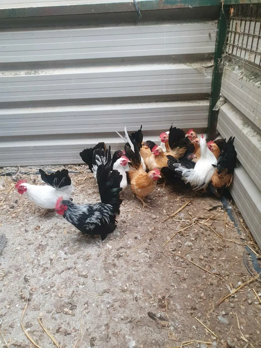 Jap and Buff Bantams - Image 3
