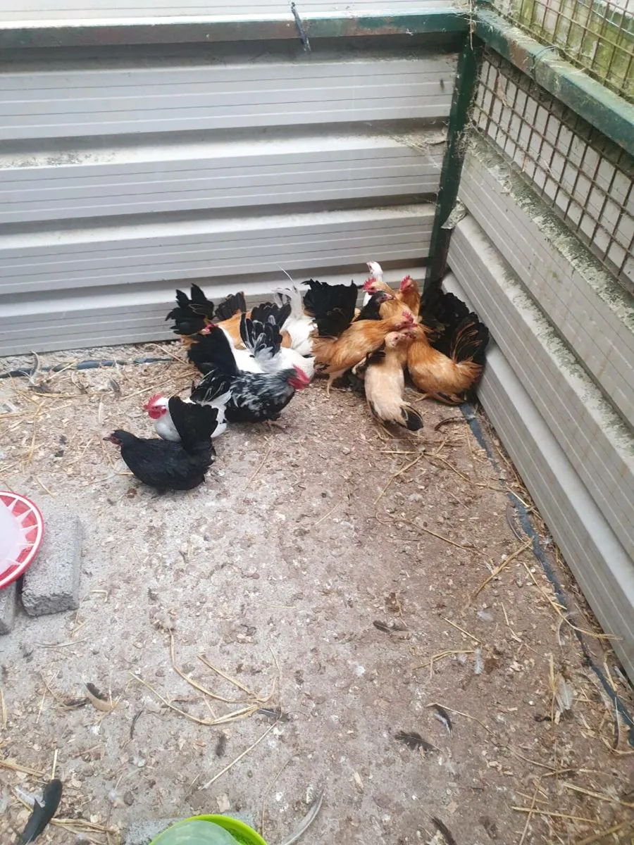Jap and Buff Bantams - Image 4