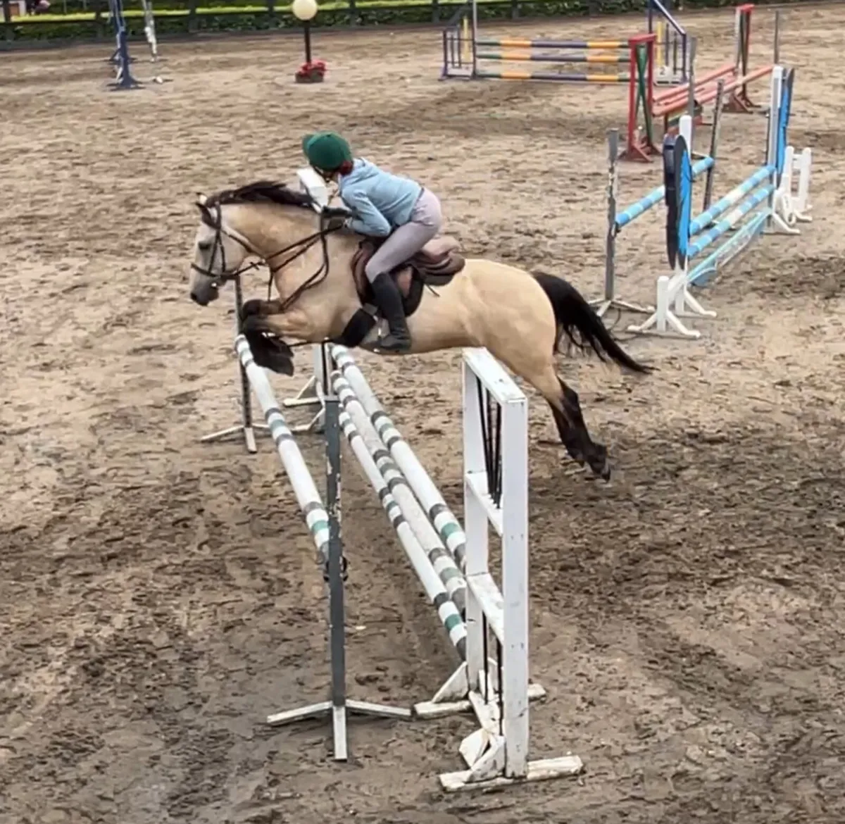 13.2hh Dun Gelding - Image 1
