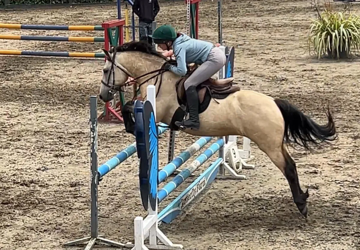 13.2hh Dun Gelding - Image 2