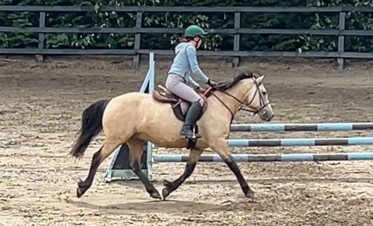 13.2hh Dun Gelding - Image 3