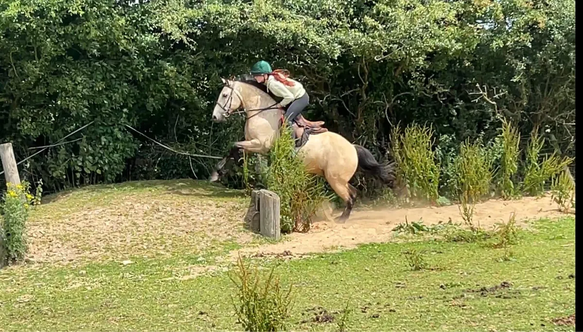 13.2hh Dun Gelding - Image 4