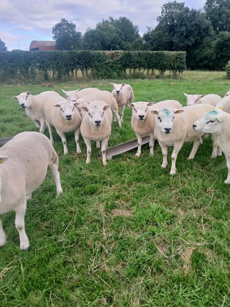 PUREBRED TEXEL HOGGET RAMS - Image 1