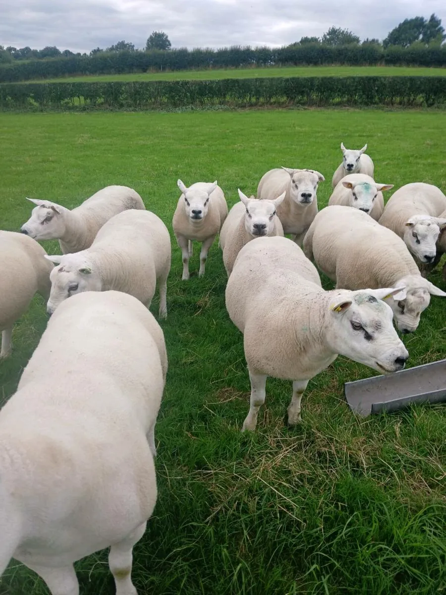 PUREBRED TEXEL HOGGET RAMS - Image 2