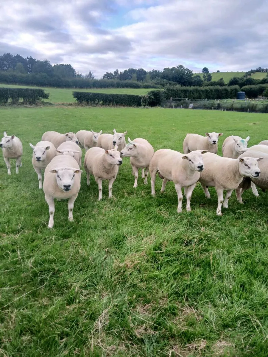 PUREBRED TEXEL HOGGET RAMS - Image 3