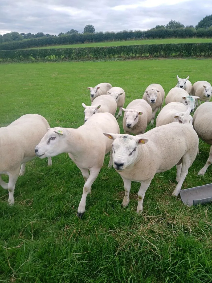 PUREBRED TEXEL HOGGET RAMS - Image 4