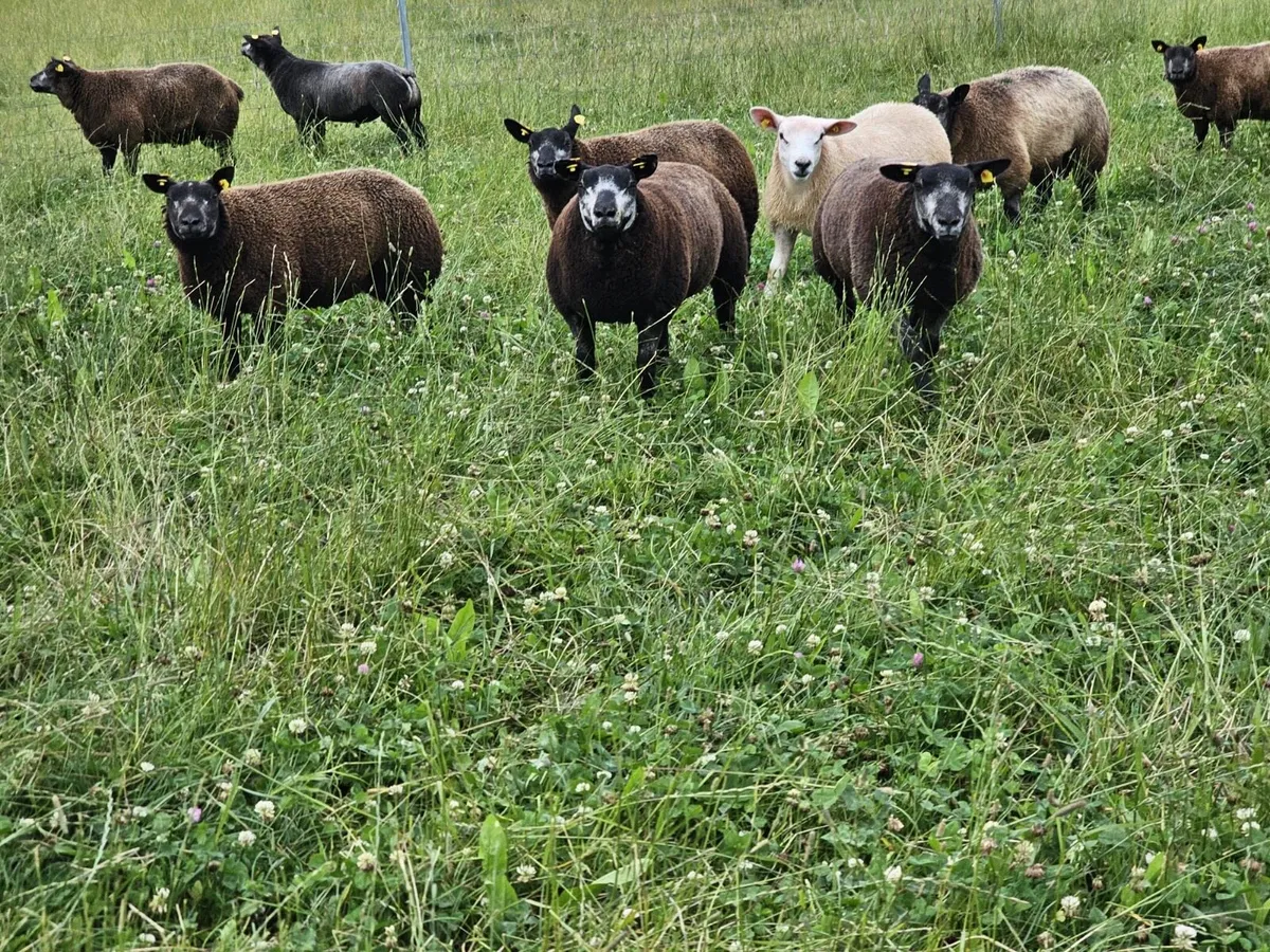 Blue texel hoggets and lambs - Image 1