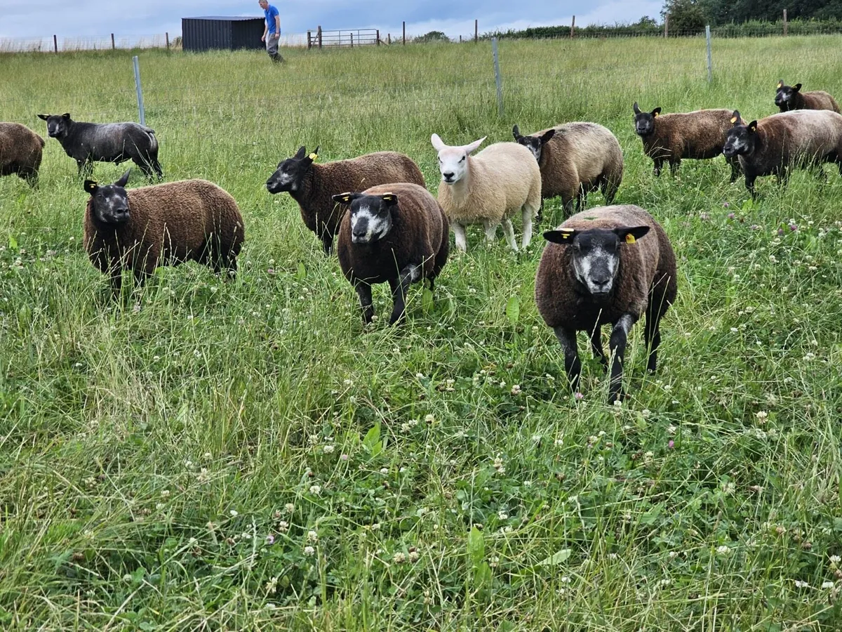 Blue texel hoggets and lambs - Image 2