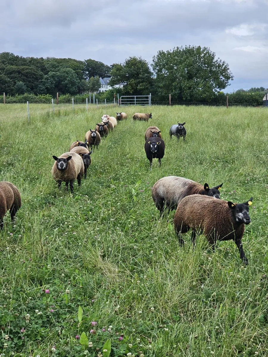 Blue texel hoggets and lambs - Image 3