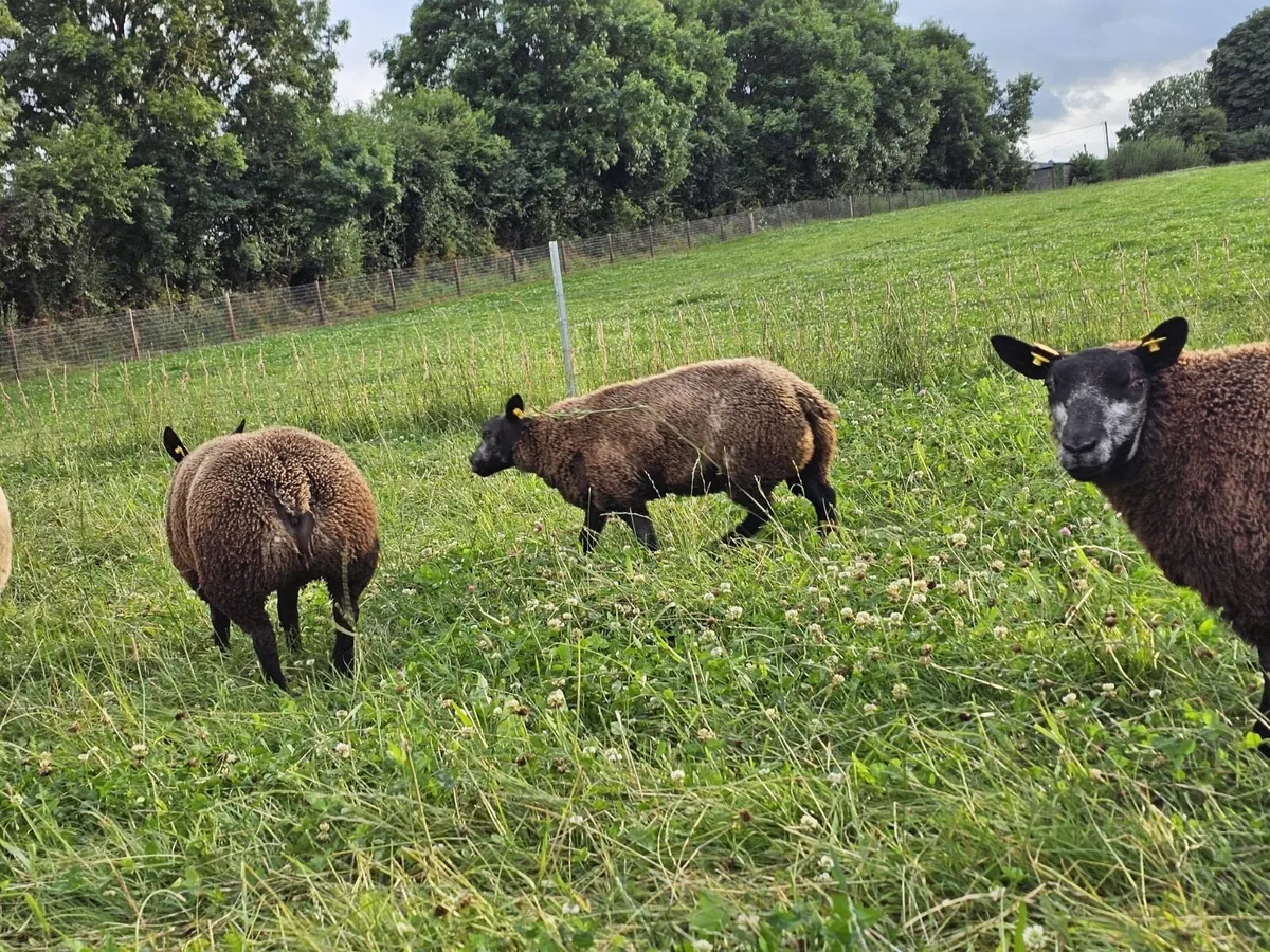 Blue texel hoggets and lambs - Image 4