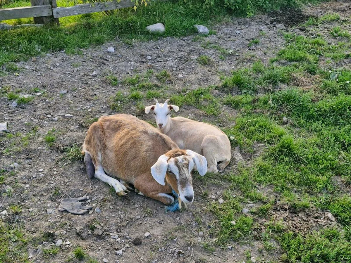 Goats and female kids - Image 2